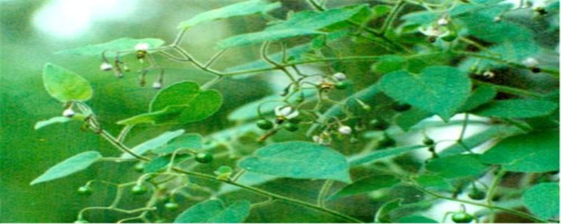 响铃草长什么样