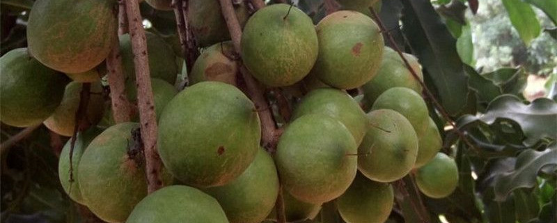 夏威夷果树怎么种植 夏威夷果树怎么种植