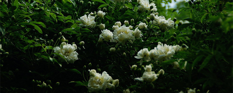 木香花几月种植 木香花几月种植