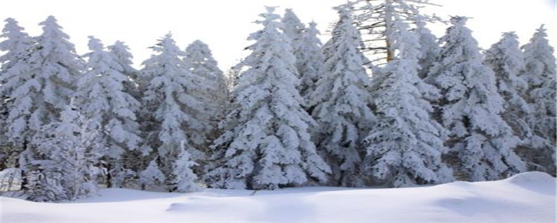 雪松的寓意 雪松的寓意