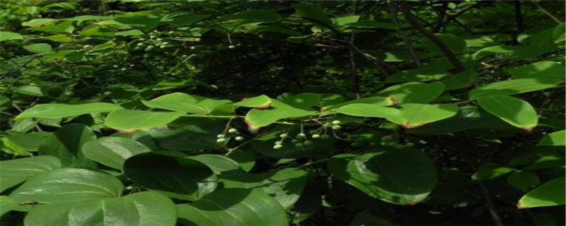 茯苓是什么植物 茯苓是什么植物
