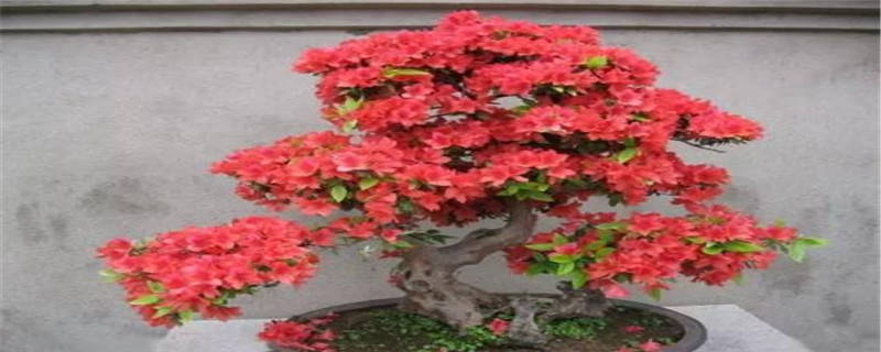 杜鹃花的别称 杜鹃花的别称