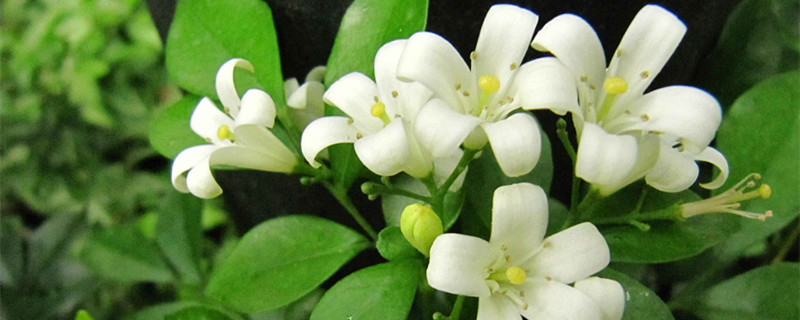 九里香花语 九里香花语