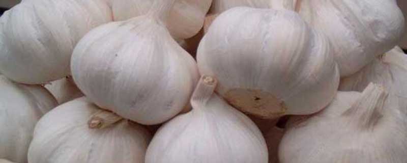 大蒜盆栽种植方法 大蒜盆栽种植方法