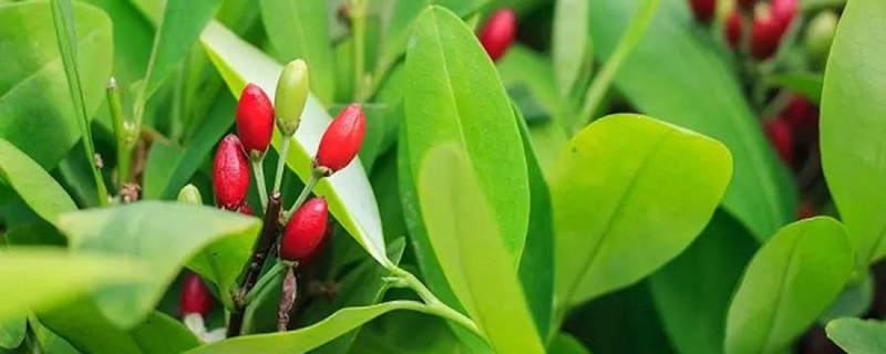 可卡因是从什么植物中提取的 可卡因是从什么植物中提取的