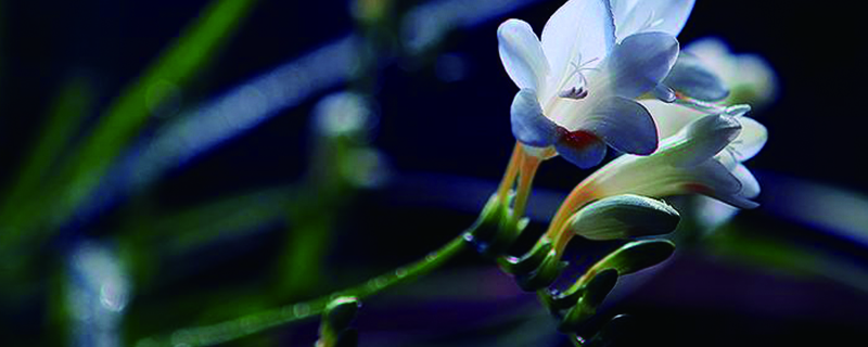 小苍兰花语 小苍兰花语