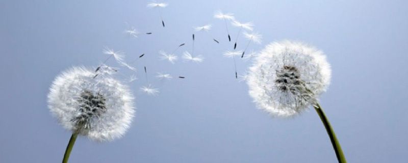 蒲公英是什么季节的 蒲公英是什么季节的