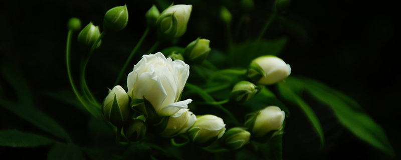 木香花好养吗 木香花好养吗