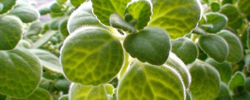 碰碰香植物怎么养 碰碰香植物怎么养