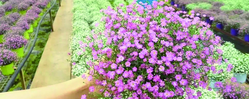 圣诞节送什么花给闺蜜 圣诞节送什么花给闺蜜