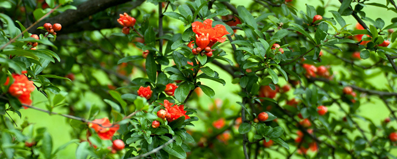 石榴花像什么样子 石榴花像什么样子
