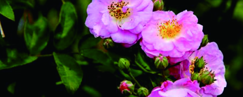 野蔷薇花语 野蔷薇花语