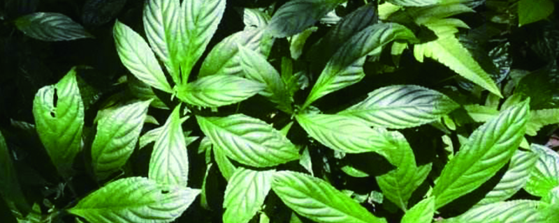 板蓝根植物长什么样子 板蓝根植物长什么样子