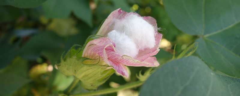 棉花怎么种 棉花怎么种