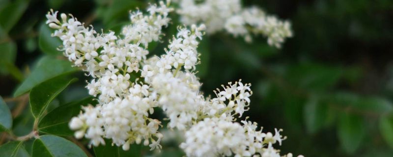 米兰花花语 米兰花花语
