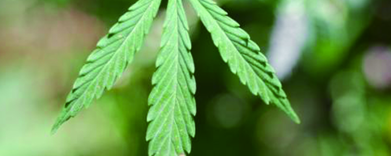 大麻长什么样 大麻长什么样