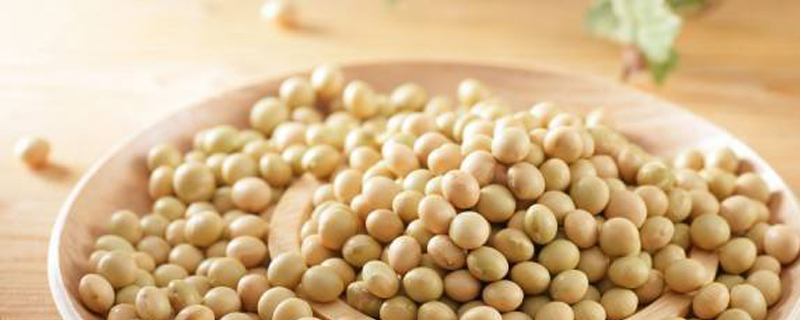豆子发芽过程 豆子发芽过程