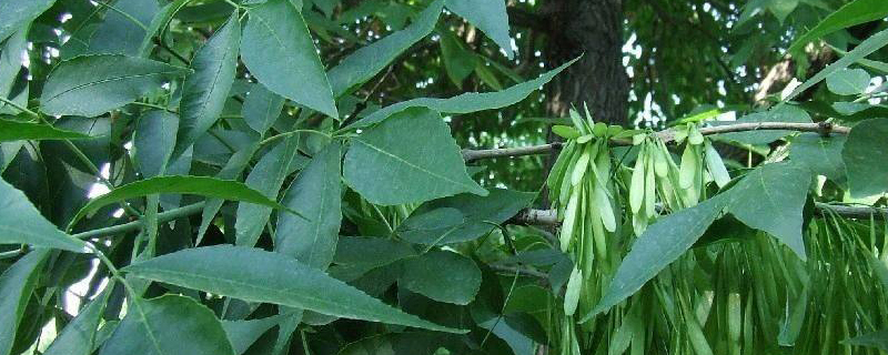 山白蜡树叶的形状 山白蜡树叶的形状