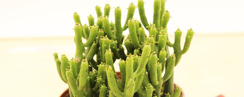 光棍树植物怎么繁殖 光棍树植物怎么繁殖