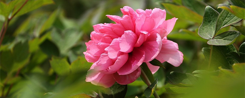 牡丹什么季节开 牡丹什么季节开