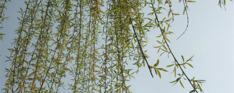 柳树是什么季节发芽 柳树是什么季节发芽
