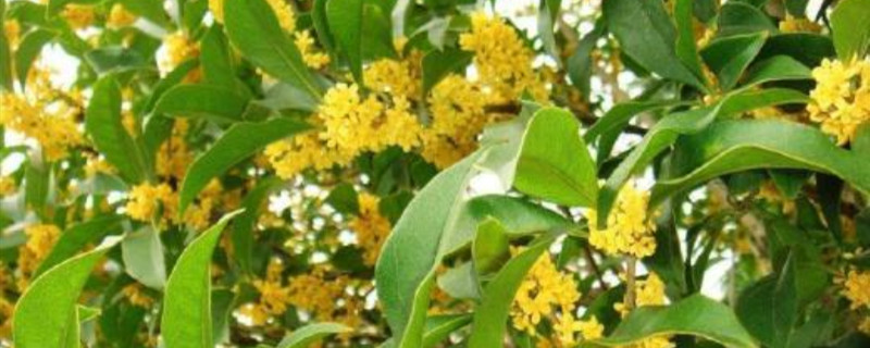 桂花树不开花怎么回事 桂花树不开花怎么回事