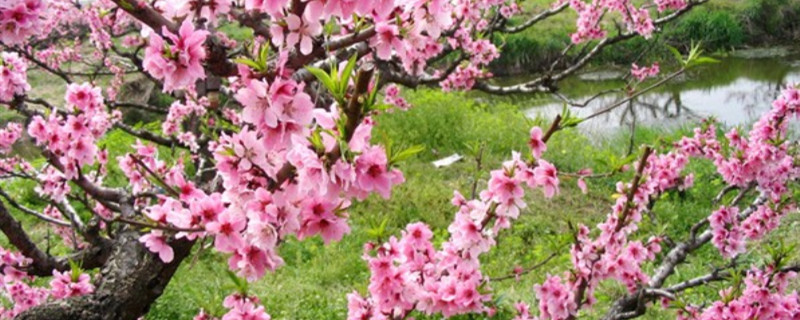 桃花什么季节开放 桃花什么季节开放