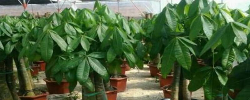 适合室内养的大型植物 适合室内养的大型植物