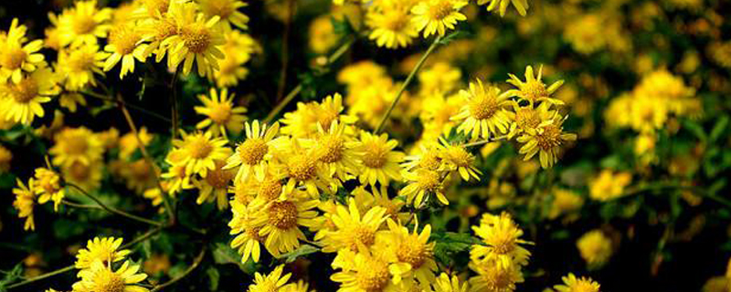 菊花茶什么时候采摘 菊花茶什么时候采摘