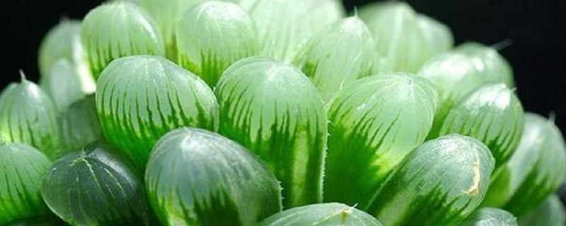 多肉植物花语 多肉植物花语