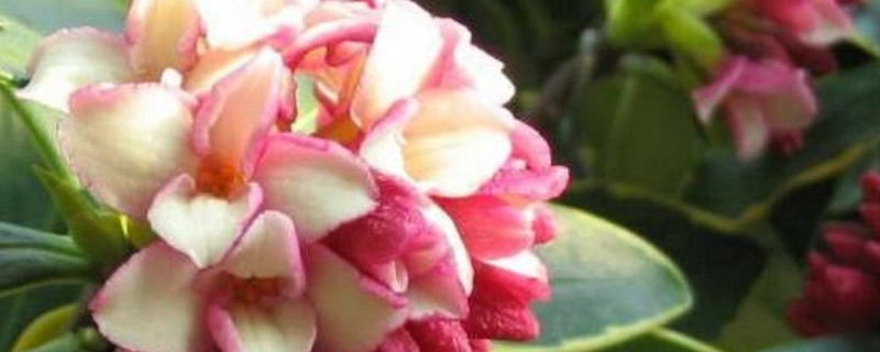 瑞香花花语 瑞香花花语
