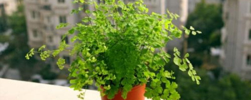 哪些绿植吸收甲醛 哪些绿植吸收甲醛