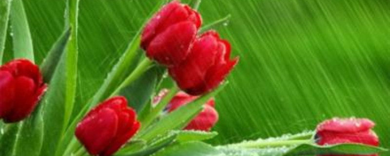 玫瑰花怎么养久一点