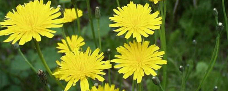 黄花郎草是蒲公英吗 黄花郎草是蒲公英吗