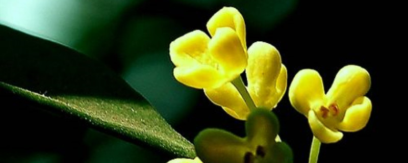 桂花喜欢阳光吗 桂花喜欢阳光吗