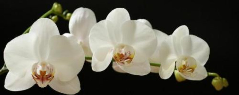 白色蝴蝶兰的花语 白色蝴蝶兰的花语