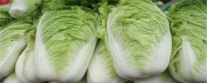 白菜长虫了用什么药 白菜长虫了用什么药