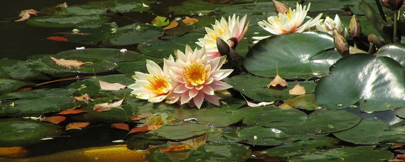 睡莲花语和寓意 睡莲花语和寓意
