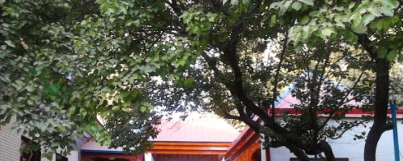 院子里种什么树 院子里种什么树