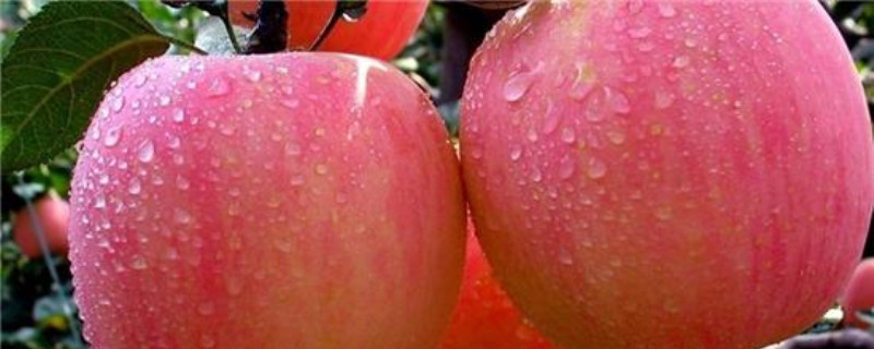 苹果是什么季节的 苹果是什么季节的