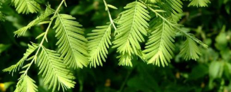 水杉是裸子植物吗 水杉是裸子植物吗