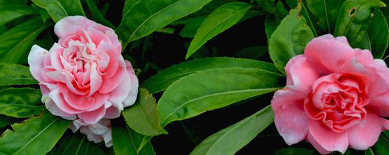 茶花为什么掉叶子 茶花为什么掉叶子