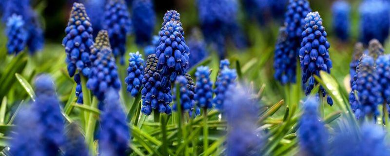 公园里常见的花品种 公园里常见的花品种