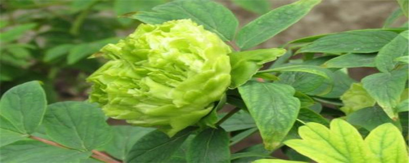 什么花是绿色的 什么花是绿色的