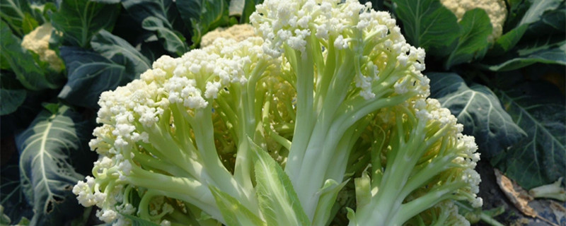 90天的松花菜亩产量 90天的松花菜亩产量