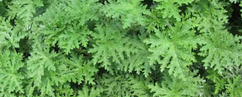 除草在什么季节 除草在什么季节