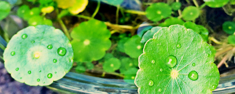 水生植物生长需要什么条件 水生植物生长需要什么条件