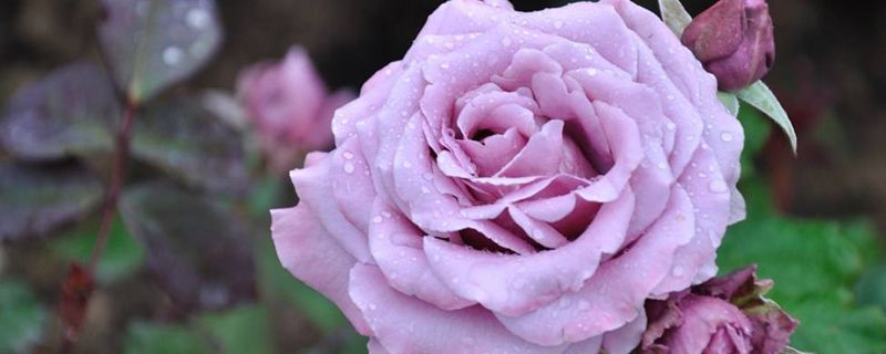 月季花秋天可以插活吗 月季花秋天可以插活吗