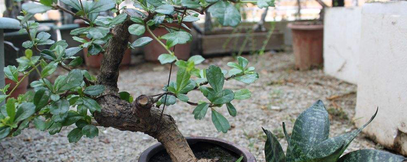 茶花花期多长时间 茶花花期多长时间