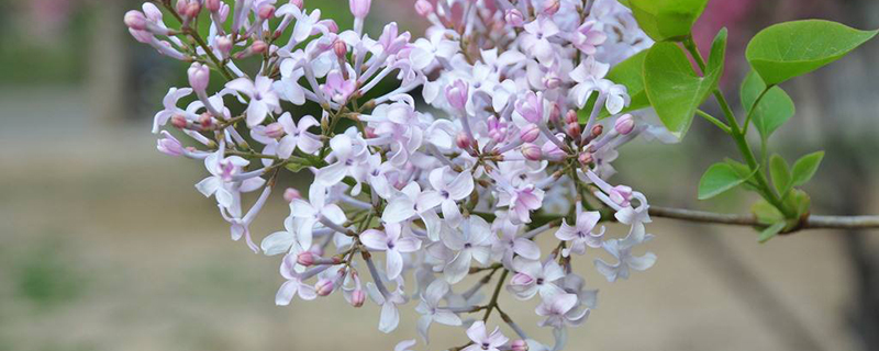 丁香花的特点 丁香花的特点